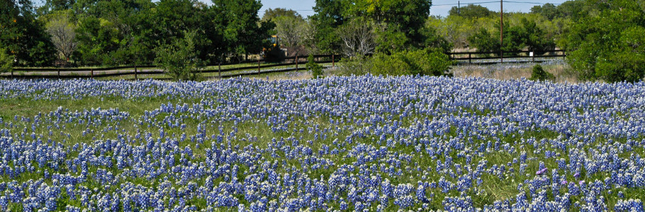 bluebonnets along a Texas road